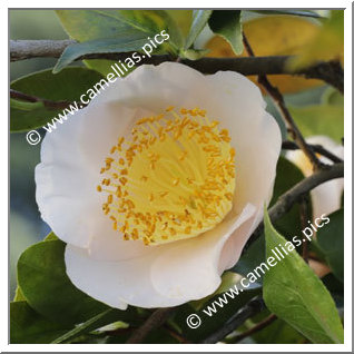 Camellia Higo Camellias 'Asagao'