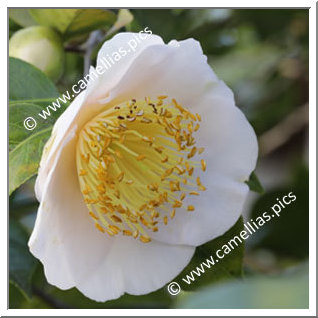 Camellia Camellia Japonica de Higo 'Asagao'