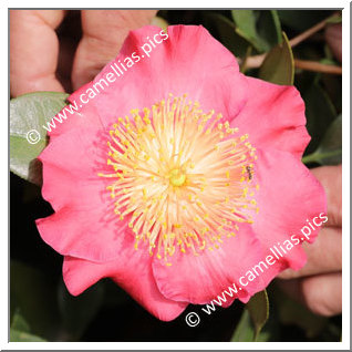 Camellia Higo Camellias 'Asahi-no-minato'