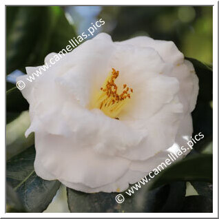 Camellia Japonica 'Asahi-ôdemari'