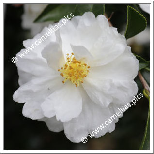 Camellia Sasanqua 'Asakura'