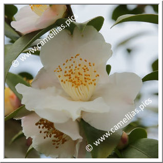 Camellia Japonica 'Asazakura'