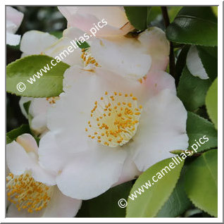 Camellia Japonica 'Asazakura'