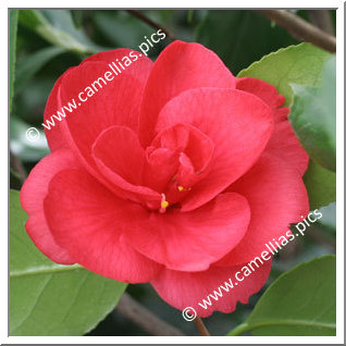 Camellia Japonica 'Ascona'