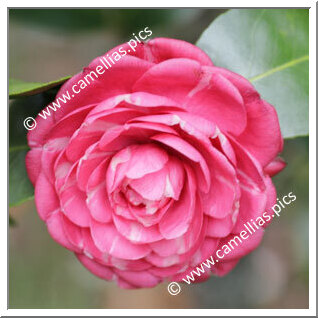 Camellia Japonica 'Aspasia'