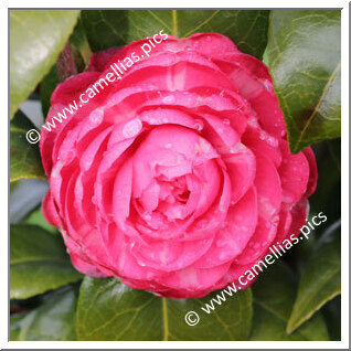 Camellia Japonica 'Aspasia'