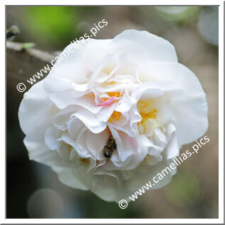 Camellia Japonica 'Aspasia Macarthur'