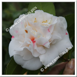 Camellia Japonica 'Aspasia Macarthur'
