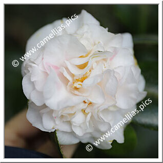 Camellia Japonica 'Aspasia Macarthur'