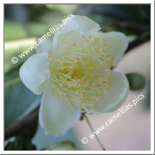 Camellia Botanique 'C. sinensis var. assamica'