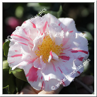 Camellia Japonica 'Astro Nova'