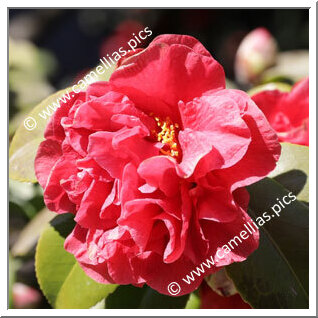 Camellia Japonica 'Atrorubens '