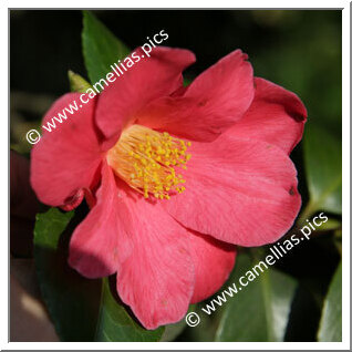 Camellia Japonica 'Aubrey Mcgill'