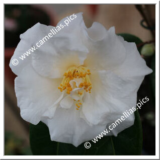 Camellia Japonica 'Auburn White'