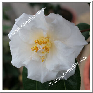 Camellia Japonica 'Auburn White'