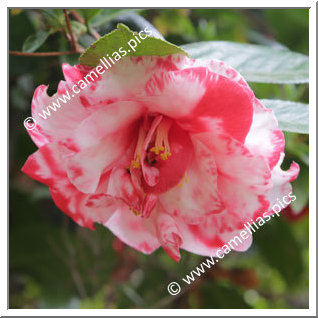 Camellia Japonica 'Adolphe Audusson Variegated'