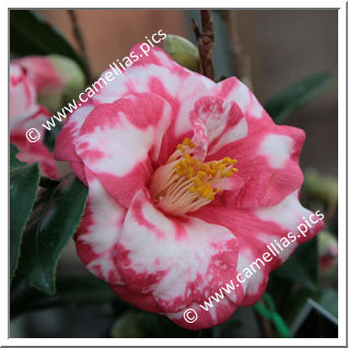 Camellia Japonica 'Adolphe Audusson Variegated'