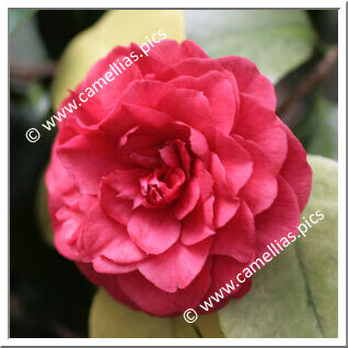 Camellia Japonica 'Auguste Delfosse'
