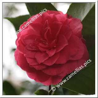 Camellia Japonica 'Auguste Delfosse'