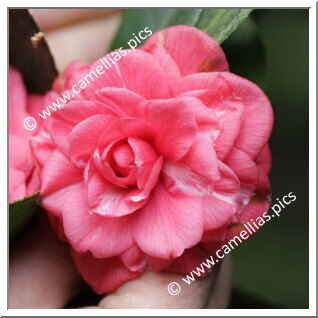 Camellia Japonica 'Augusto '