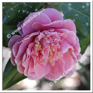 Camellia Japonica 'Augusto Leal de Gouveia Pinto'