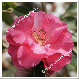 Camellia Hybride C.reticulata 'Australia'