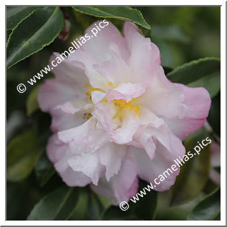 Camellia Sasanqua 'Autumn Dawn'