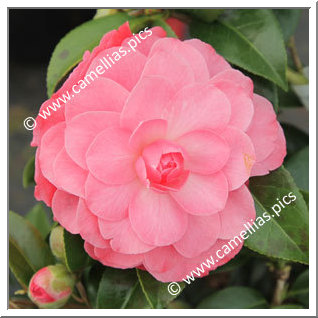 Camellia Hybrid C.x williamsii 'Autumn Jewel'