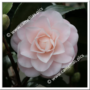 Camellia Japonica 'Ave Maria'