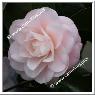 Camellia Japonica 'Ave Maria'