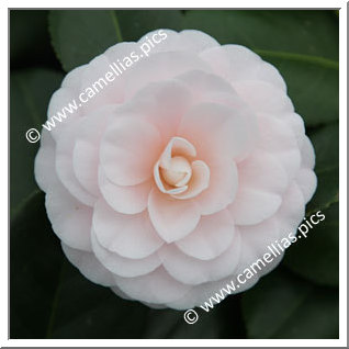 Camellia Japonica 'Ave Maria'