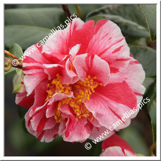 Camellia Japonica 'Ay Ay Ay'