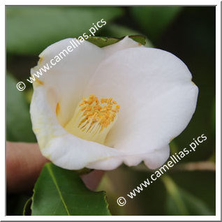 Camellia Japonica 'Ayabe'