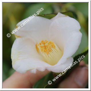 Camellia Japonica 'Ayabe'