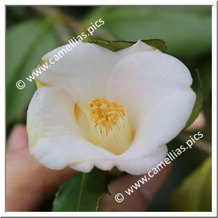 Camellia Japonica 'Ayabe'
