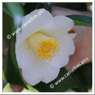 Camellia Japonica 'Ayumi-shiro'