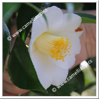 Camellia Japonica 'Ayumi-shiro'