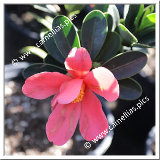 Camellia Species C. azalea