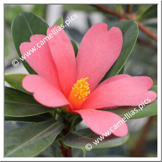 Camellia Species C. azalea