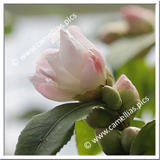 Camellia Hybrid 'Azorenduft'