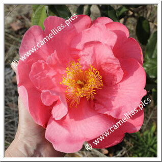 Camellia Hybrid 'Aztec'