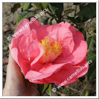 Camellia Hybride 'Aztec'