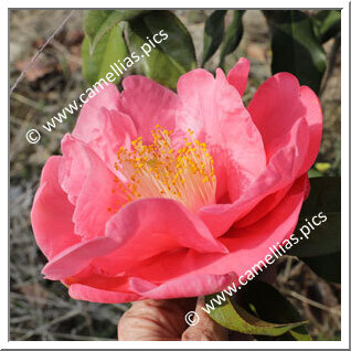 Camellia Hybride 'Aztec'