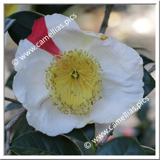 Camellia Camellia Japonica de Higo 'Azuma-nishiki'