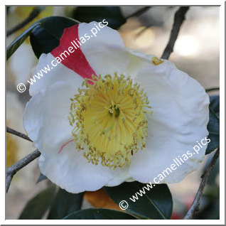 Camellia Camellia Japonica de Higo 'Azuma-nishiki'