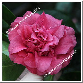 Camellia Japonica 'Azurea'