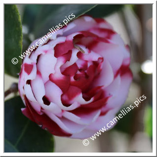 Camellia Japonica 'Little Babe Variegated'