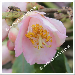 Camellia Hybrid 'Baby Bear'