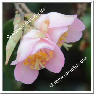 Camellia Hybrid 'Baby Bear'