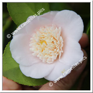 Camellia Japonica 'Baby Doll'